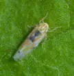 Cicadellidae