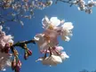 Pink cherry blossoms on a branch against a clear blue sky in Kichijoji