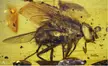 Mesembrinella caenozoica, a prehistoric fly preserved in yellow amber with a 1 mm scale bar.