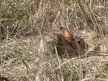 A fluffy brown rabbit hiding among dry grass and twigs at Brushy Peak Regional Preserve.