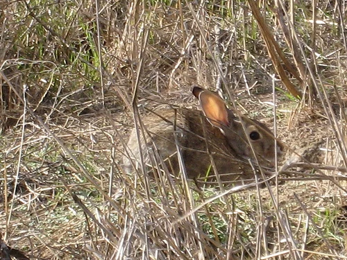 Brushy Peak Regional Preserve