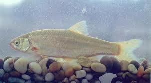 Pseudochondrostoma