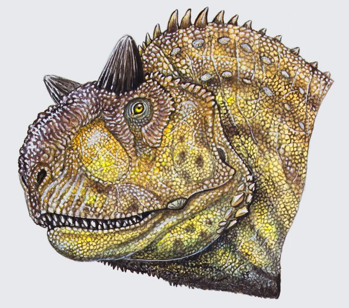Drawing of a Carnotaurus head