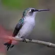 Cuban emerald hummingbird with iridescent green feathers perching on a thin brown branch in nature.