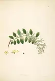 Salvadora persica botanical illustration with green leaves, white flowers, and seed sketches on an off-white background.
