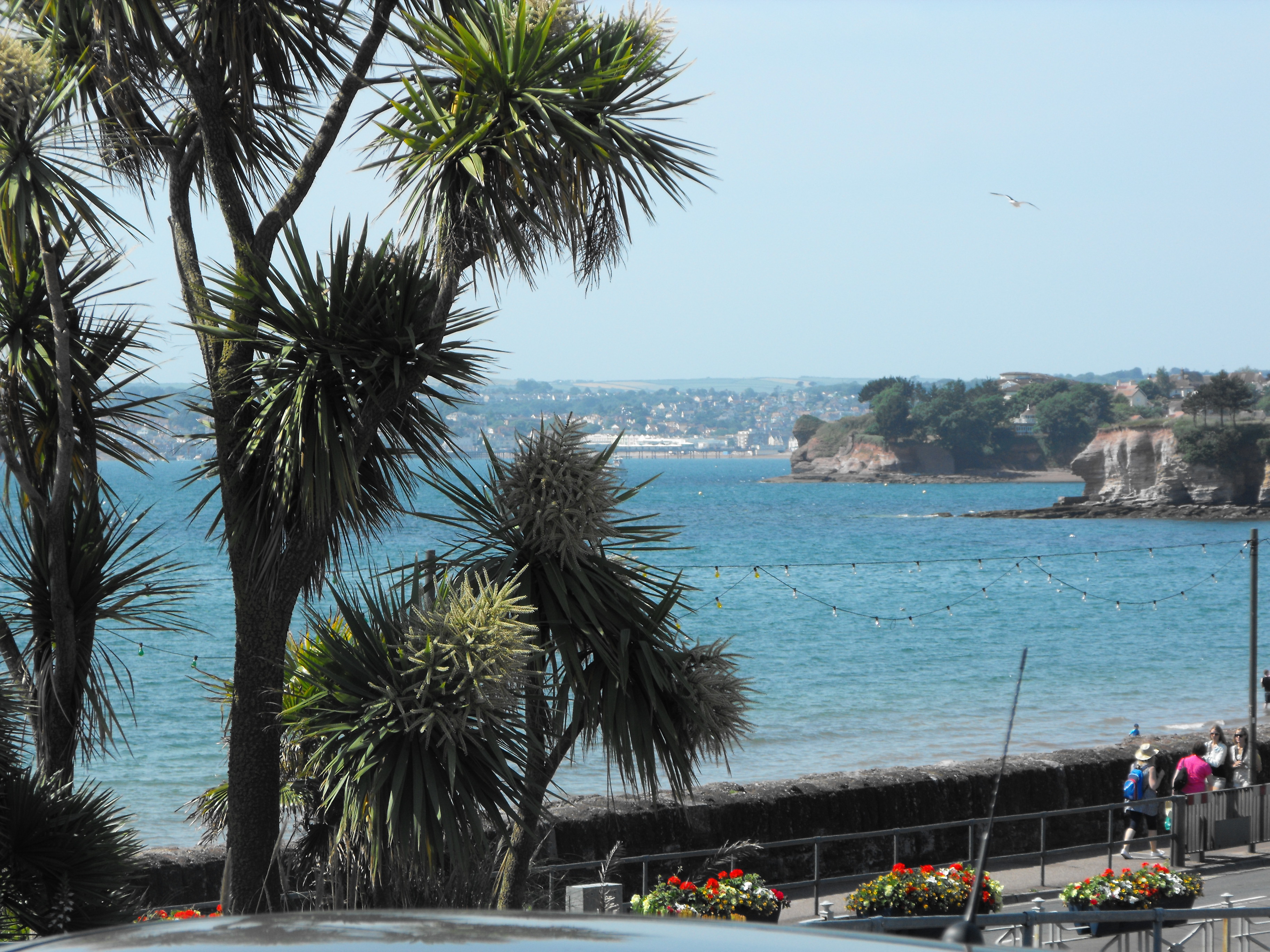 Looking towards Paignton from Torquay. Torbay palms in the foreground.