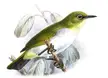 IUCN Red List least concern species