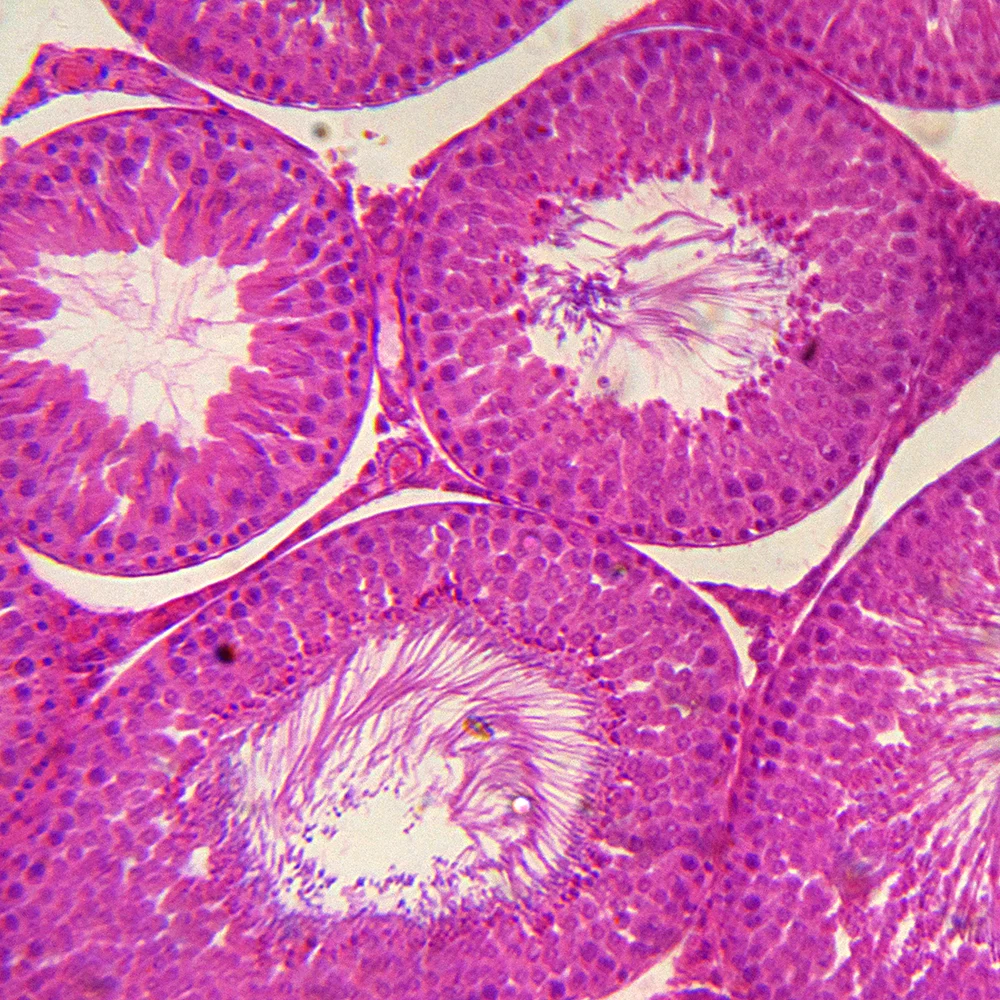 Cross section of rabbit testis, photographed in bright field microscopy ...