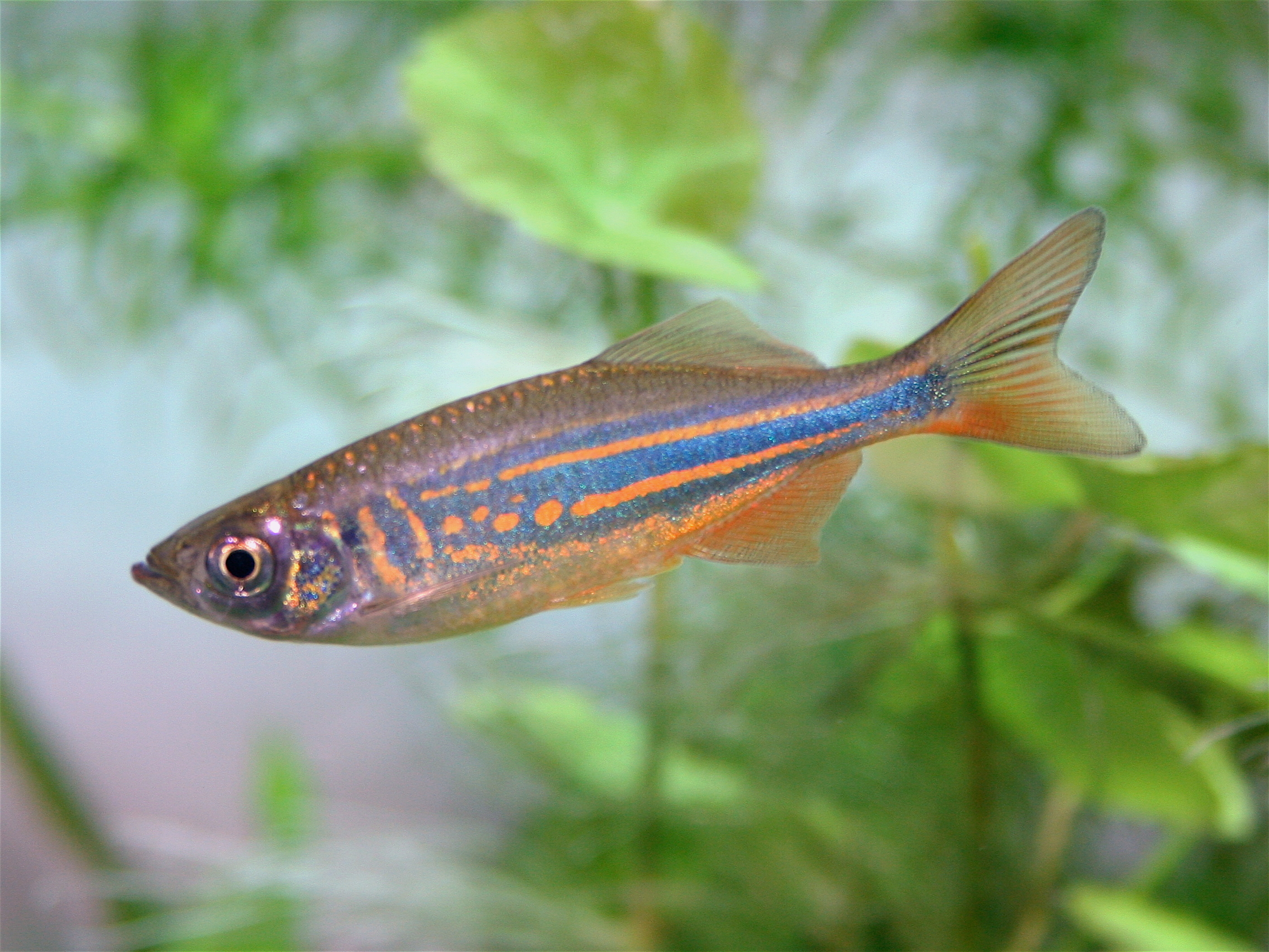 List of freshwater fish of Sri Lanka