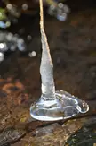 A close-up of glaçons (icicles) forming on a wet, brown rock surface in nature.