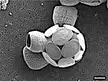 Coccolithophore textured oval and cylindrical structures on a dark microscopic surface