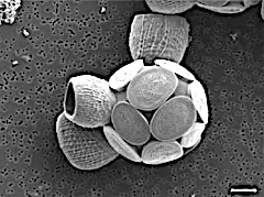Coccolithophore