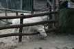 Two white goats behind a wooden fence with hay in a farm enclosure
