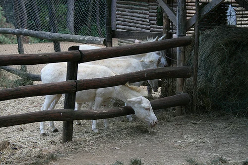 Cows - Zoo Poppi, Poppi, Arezzo