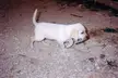 Rupert, a cute white puppy, stands on sandy, rocky ground holding an object in its mouth