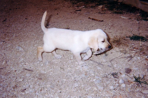 Rupert