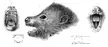Extinct animals of Mauritius