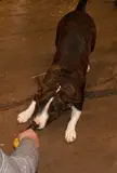 Betty, a cute brown dog with white markings, looking down at a yellow object held by a person in a grey striped sleeve.