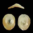 Three views of a small, circular, ribbed Trimusculus escondidus seashell against a black background.