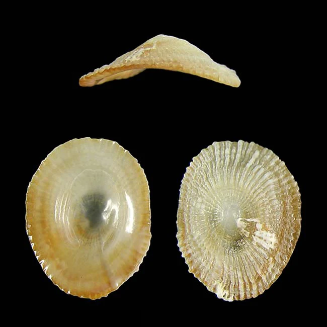 Trimusculus escondidus