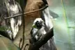 Small fluffy monkey with white fur and a black face sitting on a tree branch in a rainforest