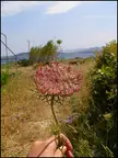 A light-skinned hand holding a pink flower in a grassy field by the ocean with mountains in the background.