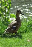 A brown mallard duck standing on a grassy bank next to shimmering water.