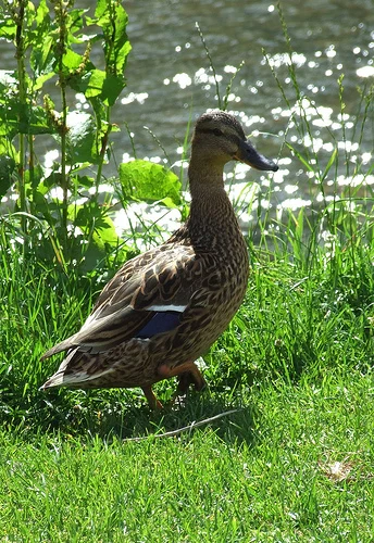 Mommy Duck