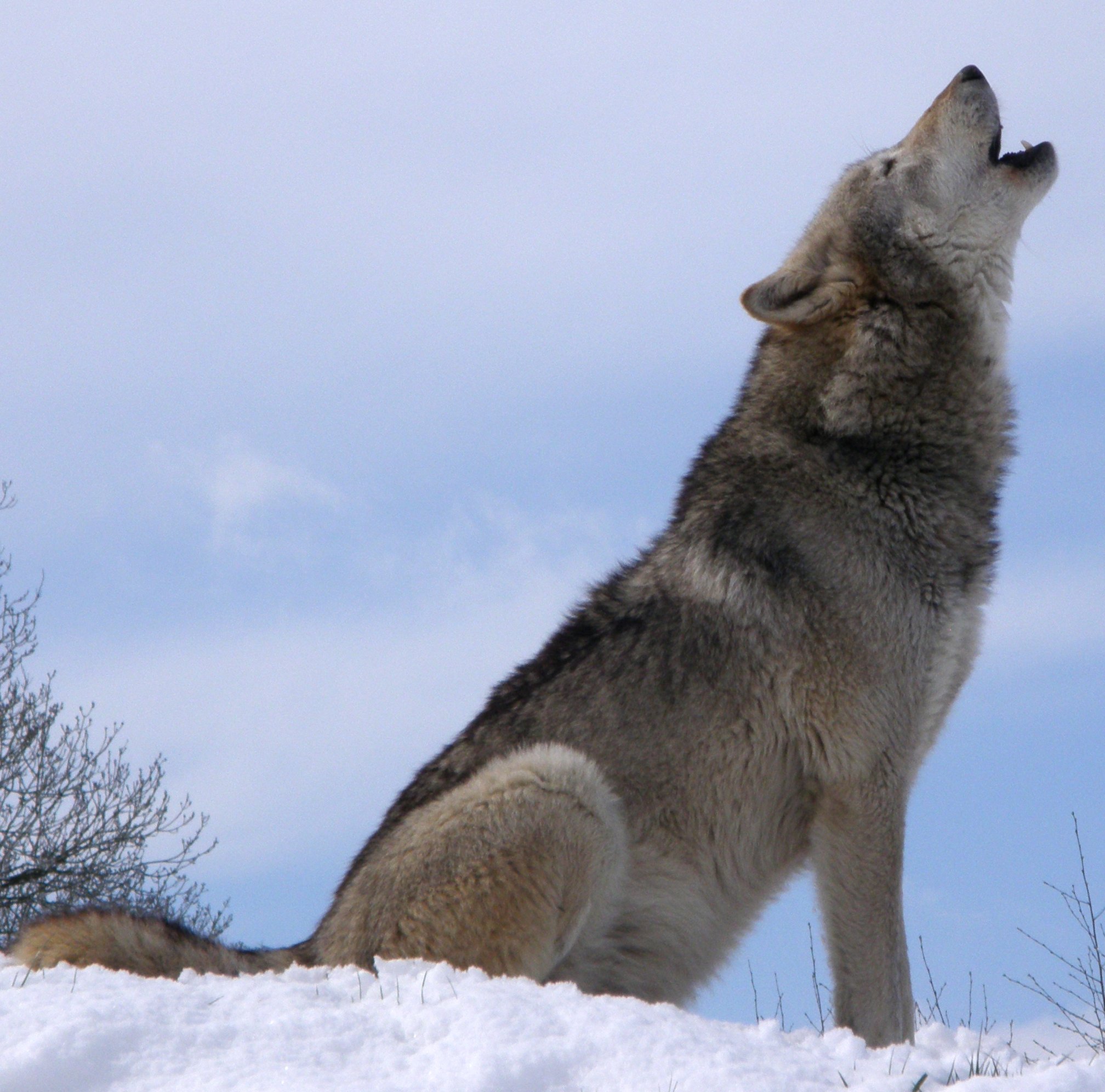 Gray wolf howling