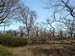 Bare trees and green shrubs under a clear blue sky at Hanegi Park (羽根木公園)