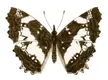 Neptidopsis butterfly illustration with open brown and white wings on a plain white background.