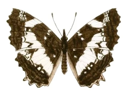 Neptidopsis
