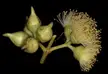 Flora of South Australia