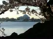 White domed building across water framed by blooming cherry blossom branches