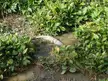 A crocodile lying down in muddy water surrounded by dense green plants in a tropical swamp.