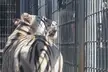 Royal White Bengal Tiger seen from behind looking through a metal cage fence in a zoo enclosure.