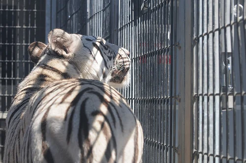 Royal White Bengal Tiger 21