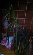 A slender dracaena houseplant next to stacked food containers and a plastic bag against a tiled wall