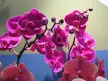 Close-up of vibrant magenta and pink orchid flowers on stems, ideal for a pink aesthetic wallpaper.