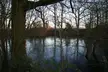 A still pond surrounded by bare winter trees and branches under a pale sky, nature landscape photography