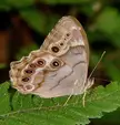 Lepidoptera of the United States