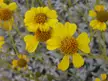 Flora of the California desert regions